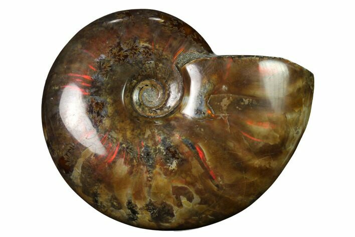 Flashy Red Iridescent Ammonite #155161